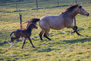 Eine Stute und ihr Fohlen galoppieren über eine Wiese.